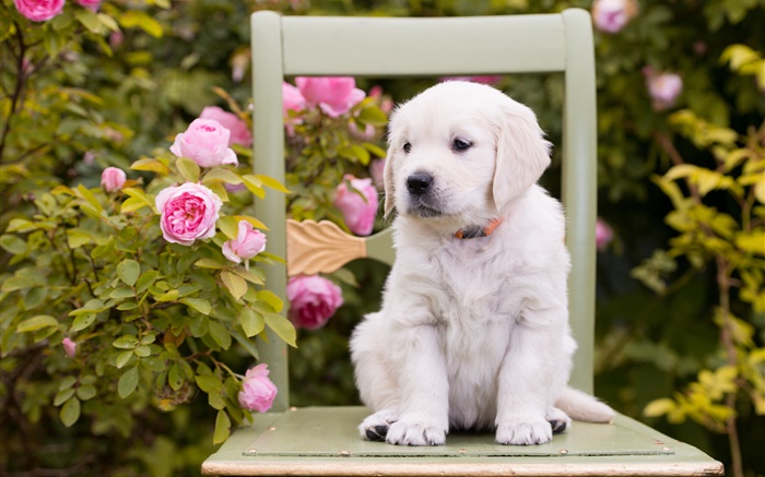 白犬，小狗，玫瑰鮮花，椅子 桌布 圖片