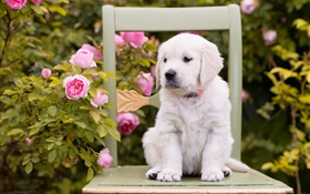 白犬，小狗，玫瑰鮮花，椅子 高清桌布