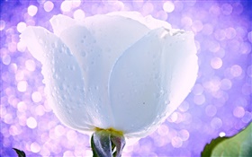 白色的花，玫瑰，水珠，露水，光，眩光 高清桌布
