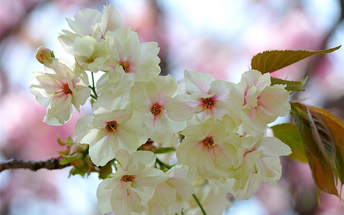 白色粉紅色的花瓣，樹枝，花，春天 桌布 圖片