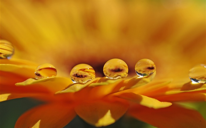 黃花宏，花瓣，水滴 桌布 圖片