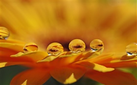 黃花宏，花瓣，水滴 高清桌布