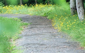 黃色野花，路，模糊 高清桌布