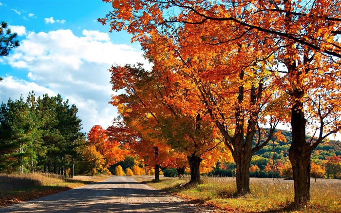 秋天，道路，樹木 桌布 圖片