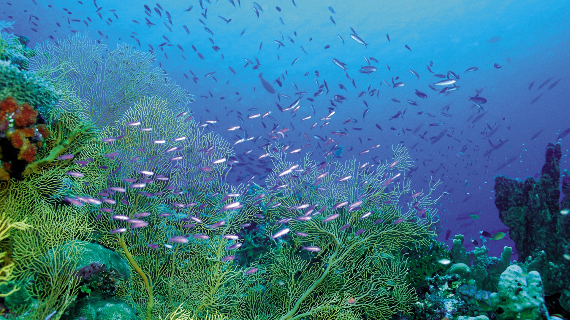 海底最美珊瑚礁高清壁纸图片-壁纸图片大全
