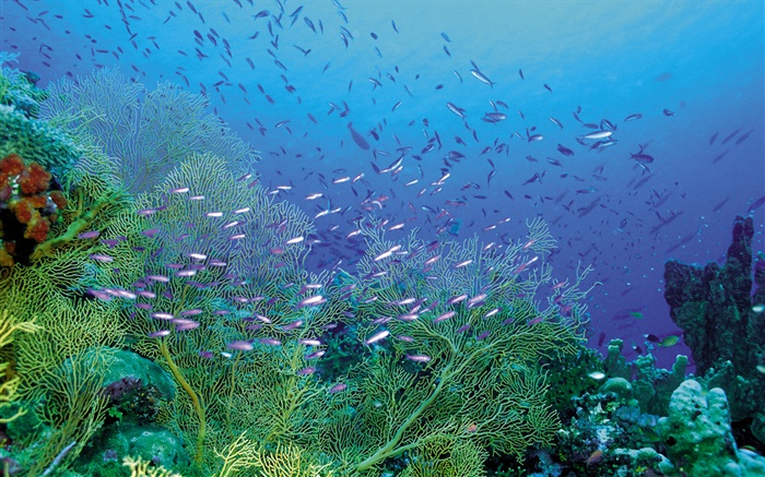 美麗的海底，植物和魚類 桌布 圖片