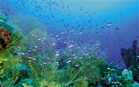 美麗的海底，植物和魚類