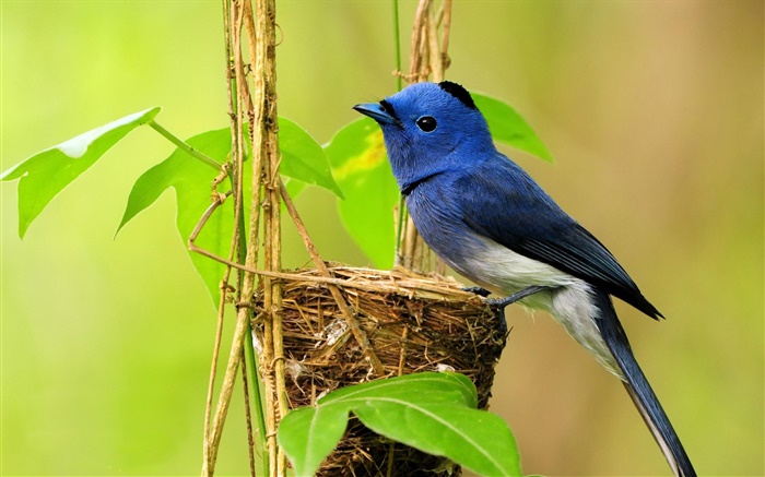 藍鳥，鳥巢，葉子 桌布 圖片