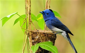 藍鳥，鳥巢，葉子