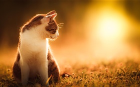 貓在日落