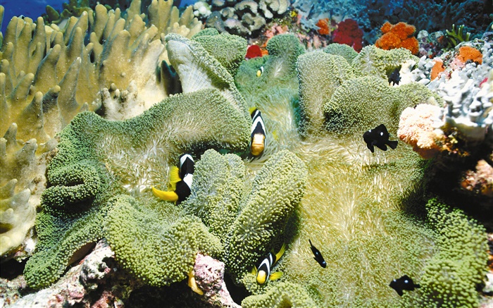 珊瑚，小丑魚，水下 桌布 圖片