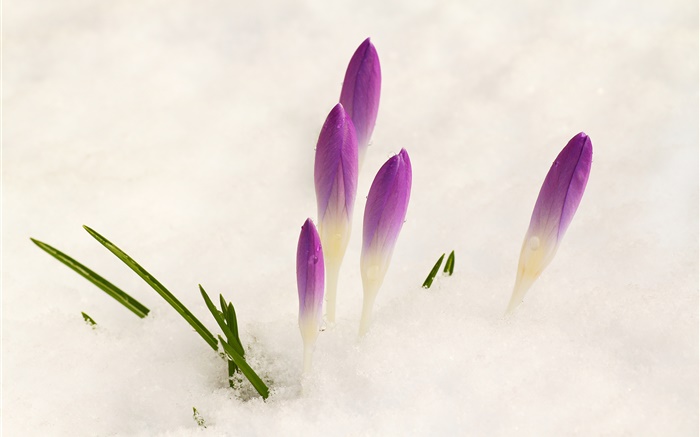 藏紅花，雪，紫色的花 桌布 圖片