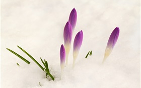 藏紅花，雪，紫色的花