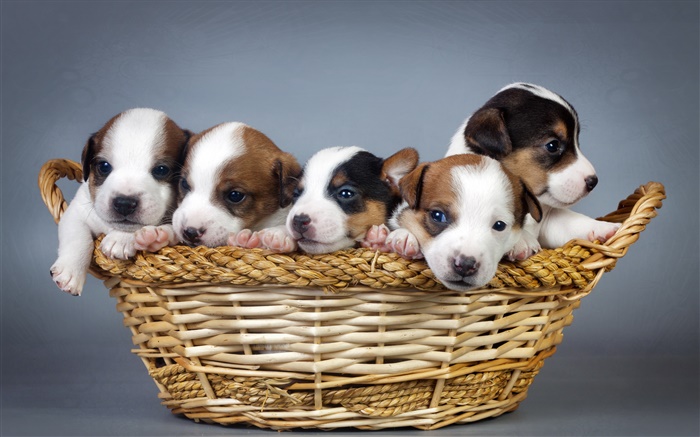 五小狗，籃子 桌布 圖片