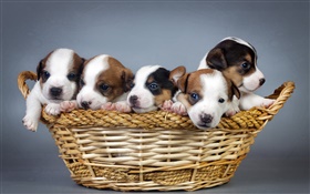 五小狗，籃子 高清桌布