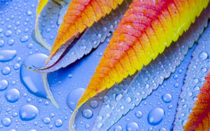葉與水滴 桌布 圖片