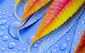 葉與水滴