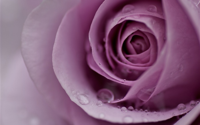 淺紫色的玫瑰，花瓣，水滴，特寫 桌布 圖片