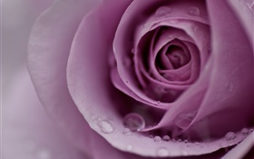 淺紫色的玫瑰，花瓣，水滴，特寫 高清桌布