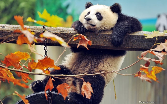 熊貓爬上樹，黃色的葉子，秋天 桌布 圖片