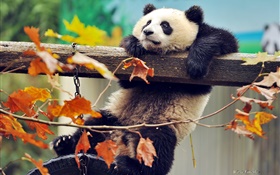 熊貓爬上樹，黃色的葉子，秋天