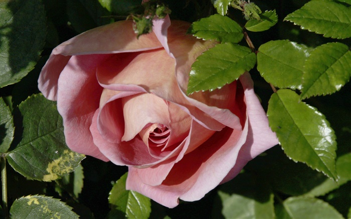 粉紅的玫瑰，芽，葉 桌布 圖片