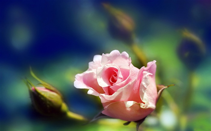 粉紅色的玫瑰花特寫，芽，模糊 桌布 圖片