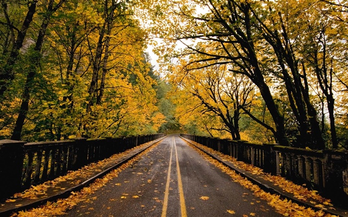 路，樹，黃色的葉子，秋天 桌布 圖片