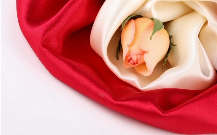 玫瑰的花，絲 桌布 圖片
