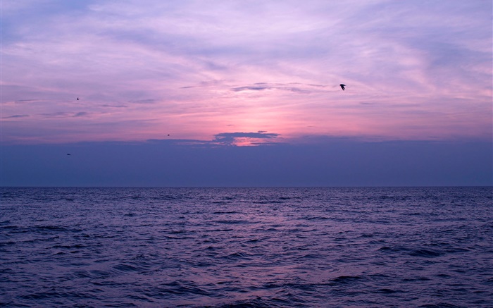 海，夕陽，天空，雲，鳥 桌布 圖片