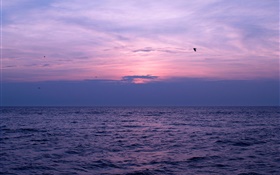 海，夕陽，天空，雲，鳥 高清桌布