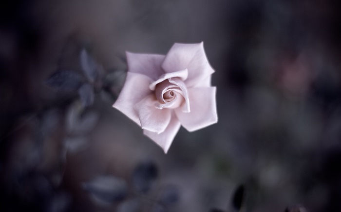 單粉紅色的玫瑰，花瓣，花蕾，微距攝影 桌布 圖片