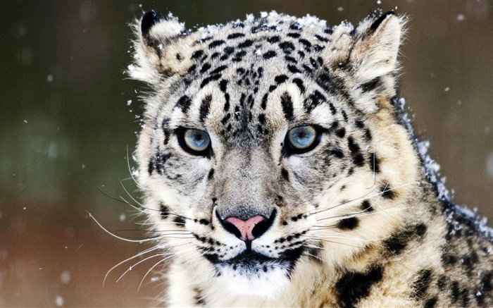 雪豹，臉，藍色的眼睛 桌布 圖片