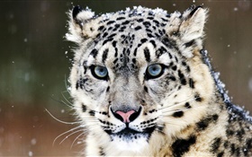 雪豹，臉，藍色的眼睛