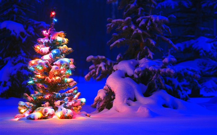 雪，燈，樹，冬季，晚上，聖誕 桌布 圖片