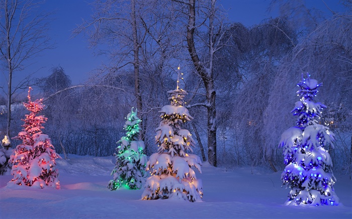 白雪皚皚，點燃樹木，冬天，加拿大 桌布 圖片