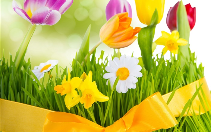 春天，五顏六色的鮮花，鬱金香 桌布 圖片