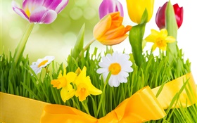 春天，五顏六色的鮮花，鬱金香 高清桌布