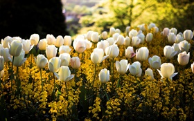 春天，公園，白色的鬱金香花，黃色，模糊，太陽光線 高清桌布