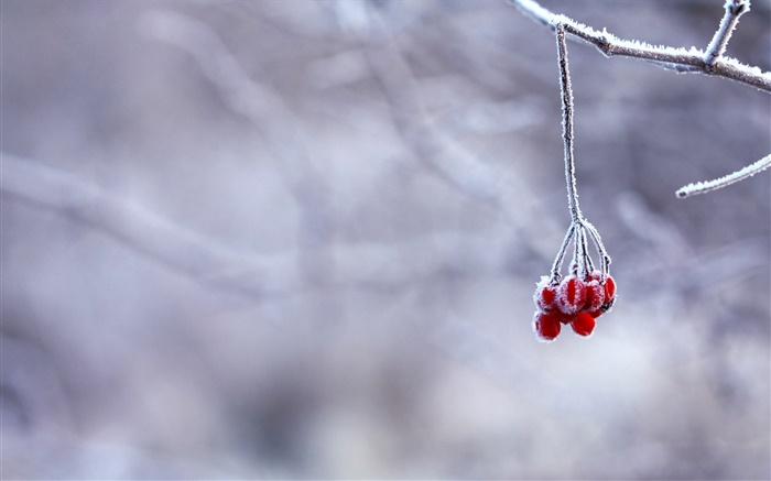 冬天，霜，樹枝，紅色漿果，背景虛化 桌布 圖片