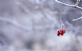 冬天，霜，樹枝，紅色漿果，背景虛化