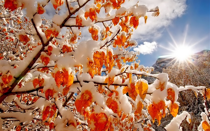 冬天，雪，樹枝，紅葉，太陽光線 桌布 圖片