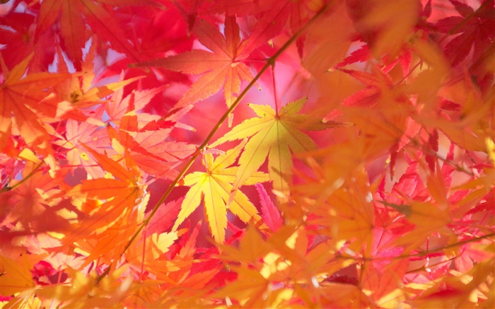 秋天，樹枝，紅葉，楓樹 桌布 圖片