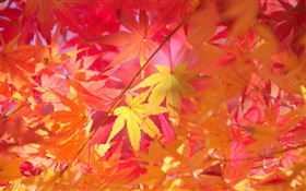 秋天，樹枝，紅葉，楓樹