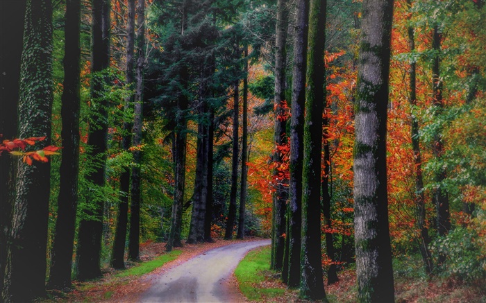 秋季，森林，樹木，樹葉，道路 桌布 圖片