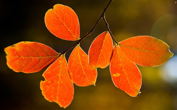 秋天的紅葉 桌布 圖片