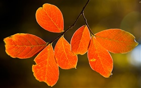 秋天的紅葉 高清桌布