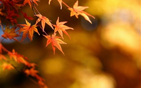 秋季，黃色葉子，槭樹，焦點，背景虛化 高清桌布