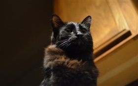 黑貓，眼睛，背景虛化 高清桌布