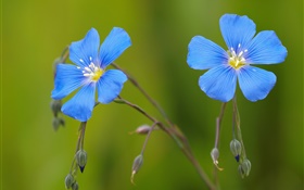 藍色天竺葵花，背景虛化